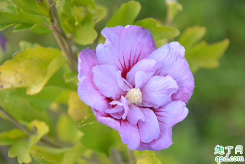 芙蓉花为什么开花会蔫 芙蓉花花蔫怎么补救