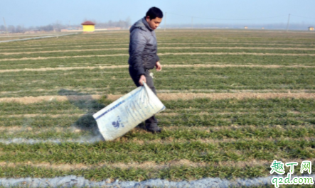 草木灰最适合什么土壤 大蒜什么时候撒草木灰合适