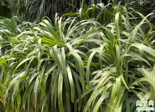 龙血树叶子尖发黄干枯是怎么回事 龙血树叶子尖发黄干枯怎么补救