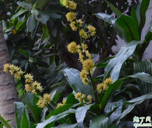 龙血树好养活吗 龙血树怎么养长得旺盛