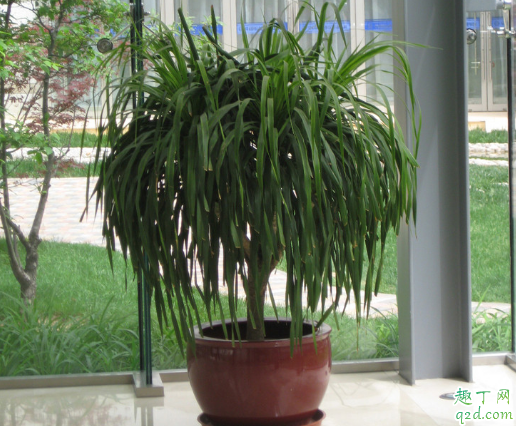 龙血树好养活吗 龙血树怎么养长得旺盛