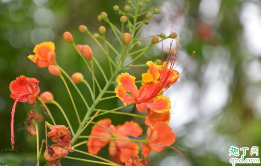 龙血树好养活吗 龙血树怎么养长得旺盛