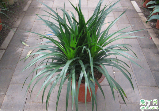 龙血树好养活吗 龙血树怎么养长得旺盛