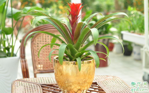 红星凤梨烂根了是怎么回事 红星凤梨烂根了怎么补救