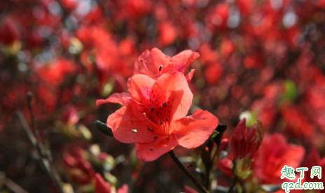 映山红能用食醋吗 怎样使用食醋喷施映山红