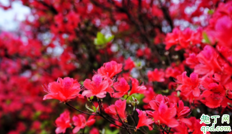 映山红能用食醋吗 怎样使用食醋喷施映山红