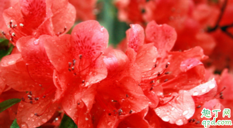 映山红能用食醋吗 怎样使用食醋喷施映山红