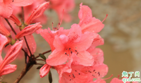 映山红能用食醋吗 怎样使用食醋喷施映山红