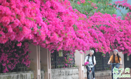 三角梅为什么只有几片叶子 冬季三角梅叶子稀少怎么办