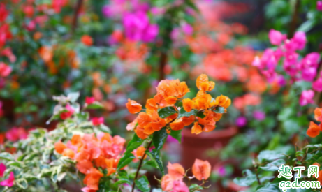 三角梅为什么只有几片叶子 冬季三角梅叶子稀少怎么办