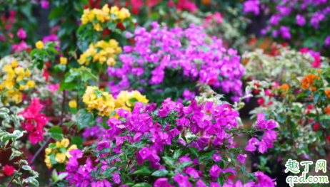 三角梅为什么只有几片叶子 冬季三角梅叶子稀少怎么办