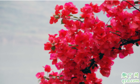 三角梅为什么只有几片叶子 冬季三角梅叶子稀少怎么办