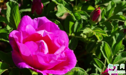 如何养护好沙漠玫瑰 沙漠玫瑰多久浇一次水