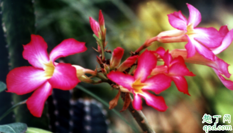 如何养护好沙漠玫瑰 沙漠玫瑰多久浇一次水