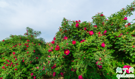 如何养护好沙漠玫瑰 沙漠玫瑰多久浇一次水