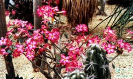 如何养护好沙漠玫瑰 沙漠玫瑰多久浇一次水