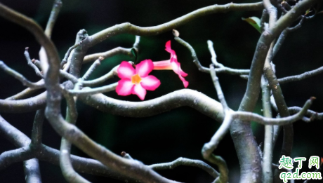 沙漠玫瑰用什么土壤最好 沙漠玫瑰如何正确施肥