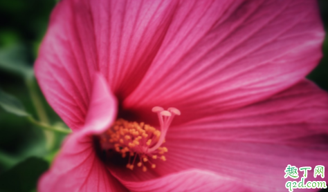 沙漠玫瑰用什么土壤最好 沙漠玫瑰如何正确施肥