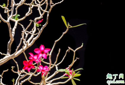 沙漠玫瑰用什么土壤最好 沙漠玫瑰如何正确施肥