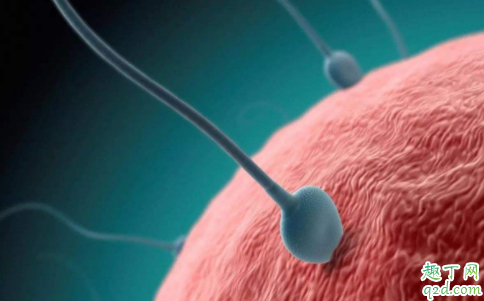 排卵期备孕为什么怀不上 排卵期备孕成功有什么症状