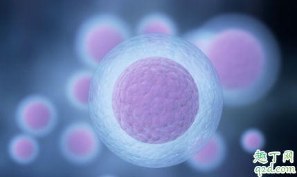 促排卵怀孕几率有多大 促排怀孕可以不保胎吗