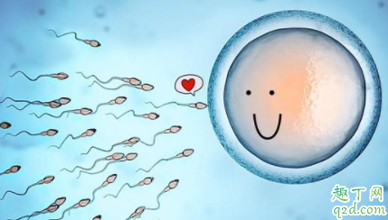 促排卵怀孕几率有多大 促排怀孕可以不保胎吗