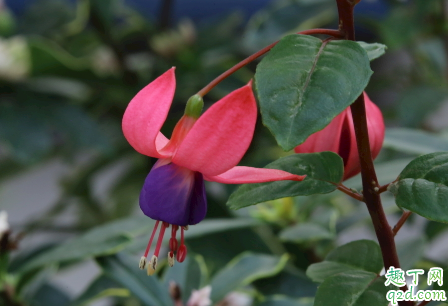 倒挂金钟好养活吗 倒挂金钟怎么养长得旺盛