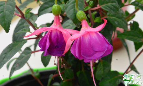 倒挂金钟好养活吗 倒挂金钟怎么养长得旺盛