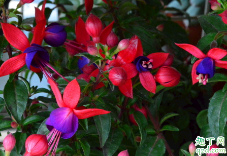 倒挂金钟好养活吗 倒挂金钟怎么养长得旺盛