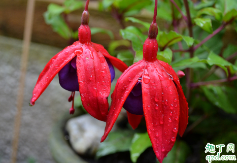 倒挂金钟的花是四季开花吗 新买的倒挂金钟如何养护