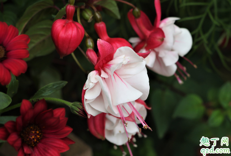 倒挂金钟的花是四季开花吗 新买的倒挂金钟如何养护