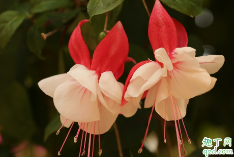 倒挂金钟的花是四季开花吗 新买的倒挂金钟如何养护