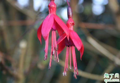 倒挂金钟的花是四季开花吗 新买的倒挂金钟如何养护