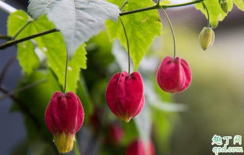 倒挂金钟耐寒吗 倒挂金钟怎样养才能安全过冬