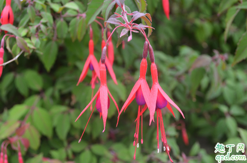 倒挂金钟耐寒吗 倒挂金钟怎样养才能安全过冬