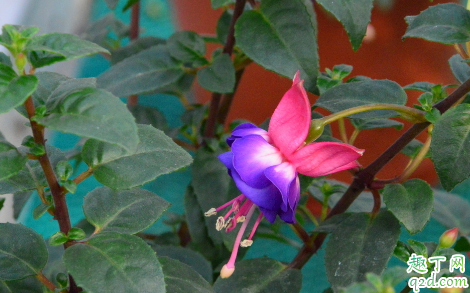 倒挂金钟出花苞就干是什么原因 倒挂金钟出花苞就干怎么不就