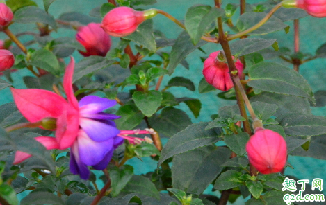 倒挂金钟出花苞就干是什么原因 倒挂金钟出花苞就干怎么不就