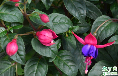 倒挂金钟出花苞就干是什么原因 倒挂金钟出花苞就干怎么不就