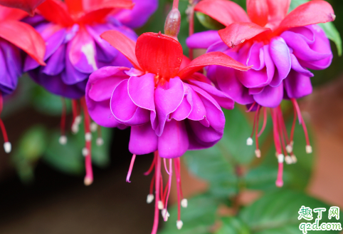 倒挂金钟出花苞就干是什么原因 倒挂金钟出花苞就干怎么不就