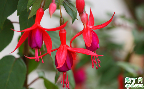 倒挂金钟能不能扦插 倒挂金钟怎么扦插成活率高