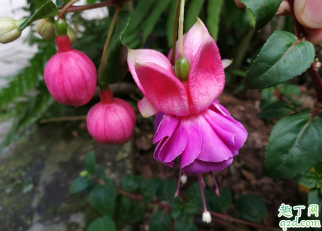 倒挂金钟能不能扦插 倒挂金钟怎么扦插成活率高