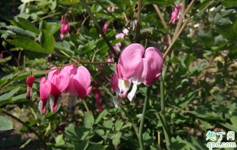 倒挂金钟老烂根是怎么回事 倒挂金钟烂根后怎么处理能救活