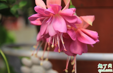 倒挂金钟老烂根是怎么回事 倒挂金钟烂根后怎么处理能救活