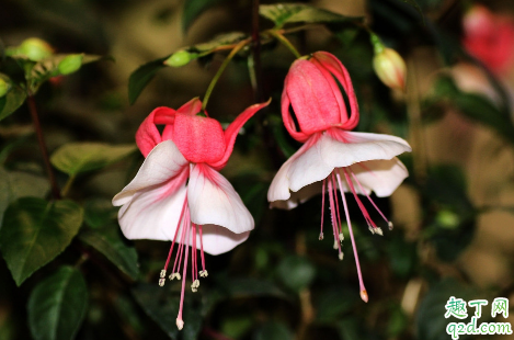 倒挂金钟啥时候修剪合适 倒挂金钟怎么修剪长得更旺盛