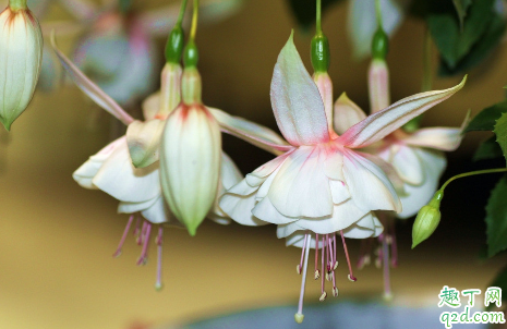 倒挂金钟啥时候修剪合适 倒挂金钟怎么修剪长得更旺盛