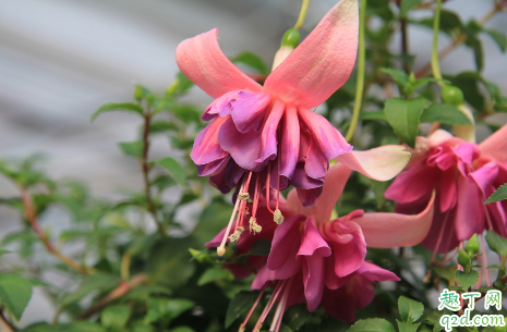 倒挂金钟啥时候修剪合适 倒挂金钟怎么修剪长得更旺盛