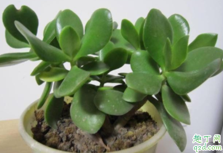 玉树到底有没有毒 玉树能养在室内吗