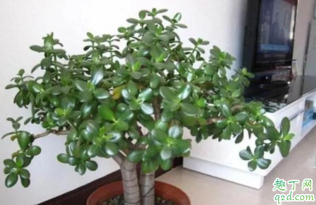 玉树到底有没有毒 玉树能养在室内吗