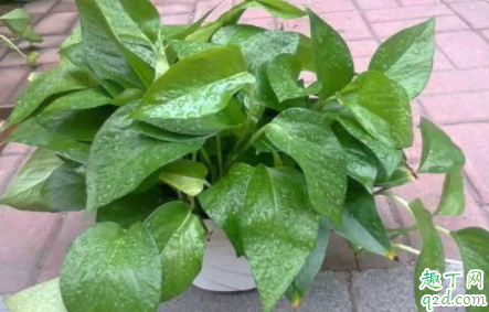 冬季绿萝枯萎怎么办 绿萝枯萎如何浇水