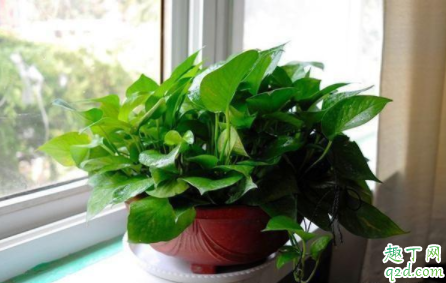 冬季绿萝枯萎怎么办 绿萝枯萎如何浇水